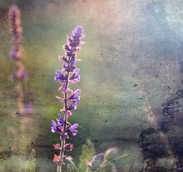 Flor vintage. Foto de hermosa flor silvestre con patrón de papel viejo grunge oscuro . — Foto de Stock