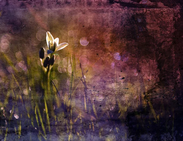 Винтажный цветок. Фото красивого дикого цветка с темным гранжевым старым бумажным узором — стоковое фото
