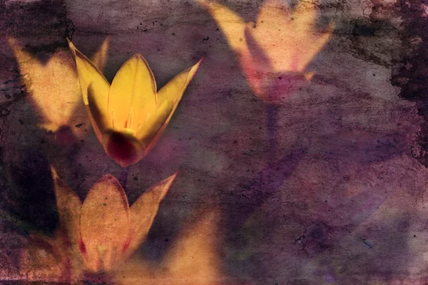 Винтажный цветок тюльпан — стоковое фото