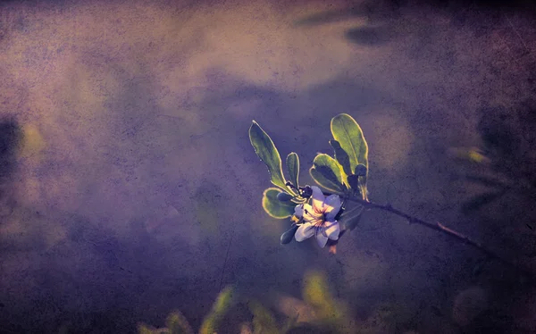 Flor de cerejeira — Fotografia de Stock