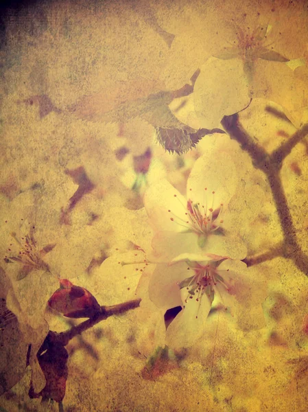 Körsbärsträd blomma — Stockfoto