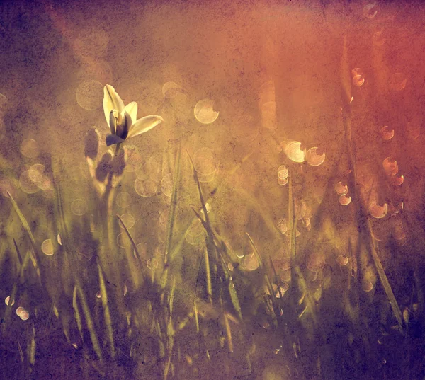 Вінтажна квітка. Фото красивої дикої квітки з темним гранжевим старим паперовим візерунком — стокове фото