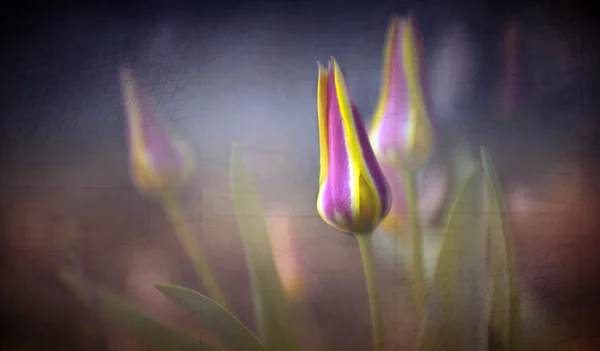 Tulpen in de tuin — Stockfoto