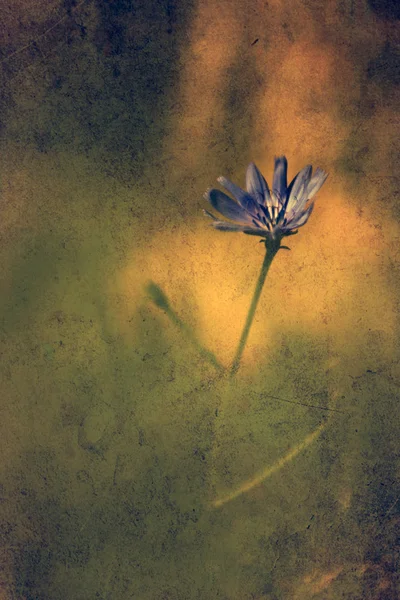 Vintage flower. Photo of beautiful wild flower with dark grunge old paper pattern. — Stock Photo, Image