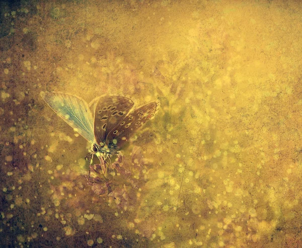 ヴィンテージ蝶. — ストック写真
