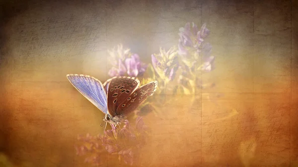 Papillon vintage . — Photo