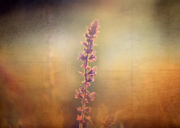 Flor vintage. Foto de hermosa flor silvestre con patrón de papel viejo grunge oscuro . — Foto de Stock