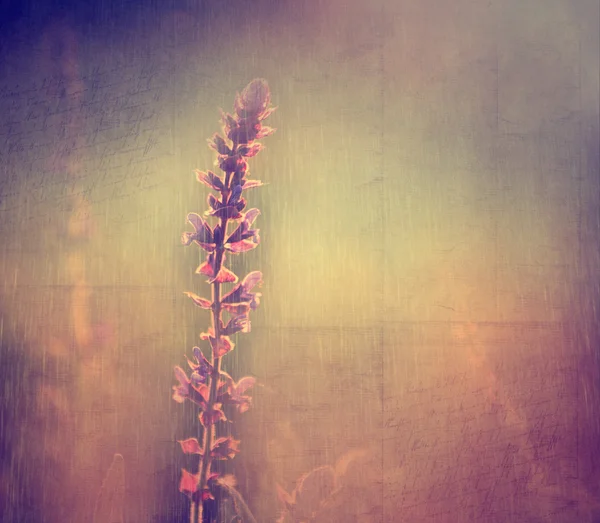 Flor vintage. Foto de hermosa flor silvestre con patrón de papel viejo grunge oscuro . —  Fotos de Stock