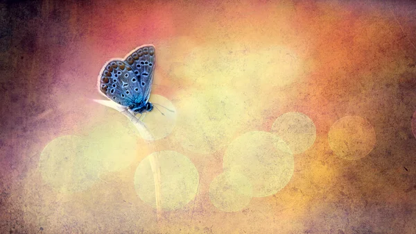 Vintage butterfly. — Stock Photo, Image