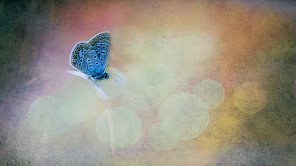 Винтажная бабочка . — стоковое фото
