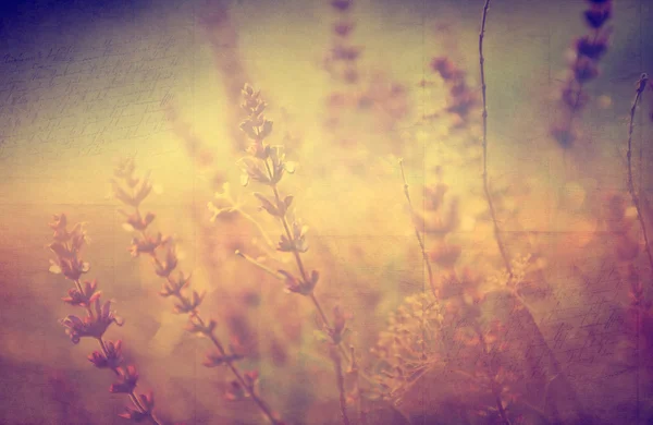 Jahrgangsblume. Foto der schönen wilden Blume mit dunklem Grunge alten Papiermuster. — Stockfoto