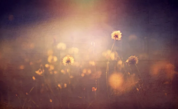 Belle camomille fleur sauvage dans les lumières du soleil couchant — Photo