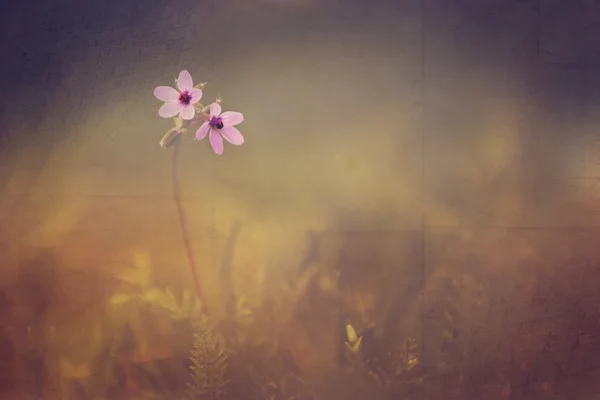 Vintage flower. Photo of beautiful wild flower with dark grunge old paper pattern. — Stock Photo, Image