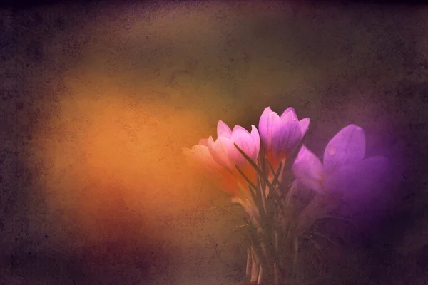 Vintage flower. Photo of crocus flower with old paper pattern. — Stock Photo, Image