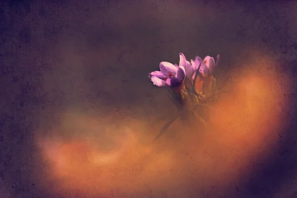 Sztuka kwiat. Zdjęcie krokus kwiat z stary wzór papieru. — Zdjęcie stockowe