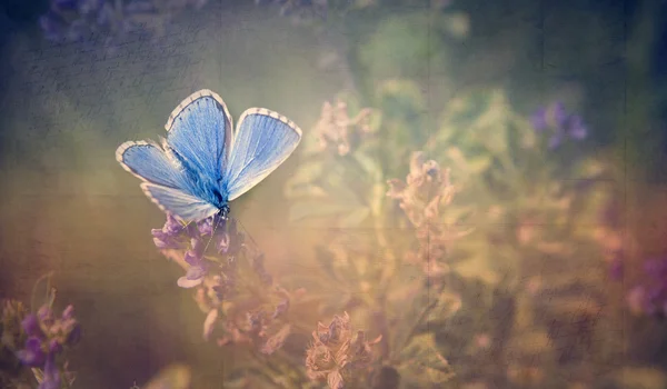 Vintage-Schmetterling. — Stockfoto