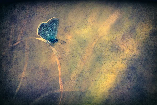 Vintage vlinder. — Stockfoto