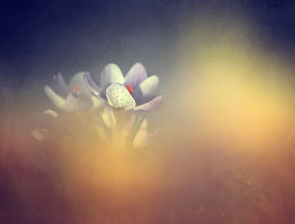 Foto di bel fiore di croco — Foto Stock