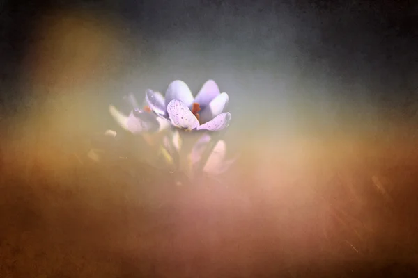 Foto de bela flor de croco — Fotografia de Stock