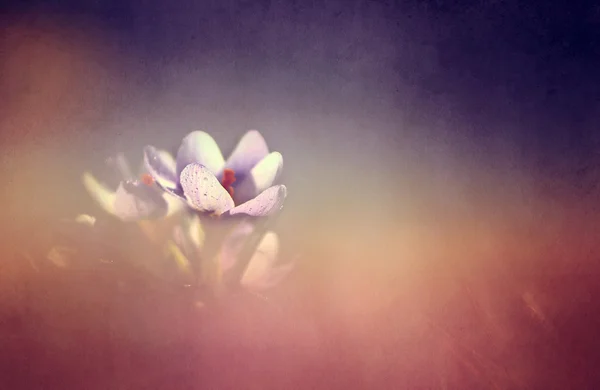 Photo of beautiful crocus flower — Stock Photo, Image