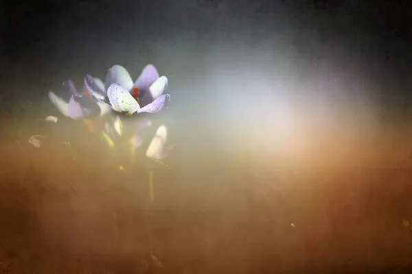 Foto av vackra crocus blomma — Stockfoto