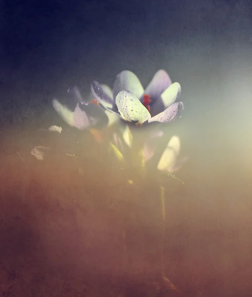 Foto der schönen Krokusblume — Stockfoto