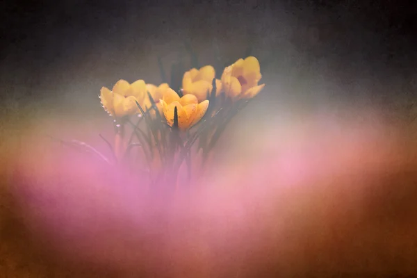 Photo of beautiful crocus flower — Stock Photo, Image