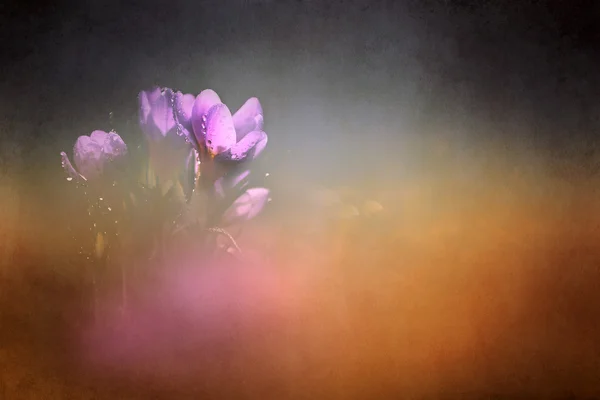 Φωτογραφία του όμορφο λουλούδι κρόκος — Φωτογραφία Αρχείου