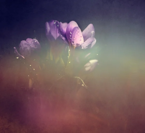 Foto de hermosa flor de azafrán — Foto de Stock