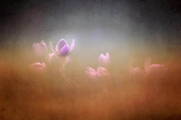 Photo of beautiful crocus flower — Stock Photo, Image