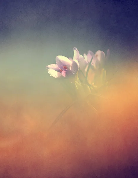 Jahrgangsblume. Foto von Krokusblüte mit altem Papiermuster. — Stockfoto