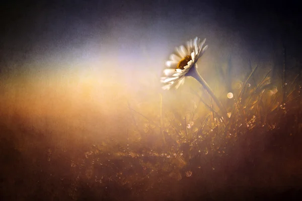 Hermosa manzanilla flor silvestre en las luces del sol poniente —  Fotos de Stock