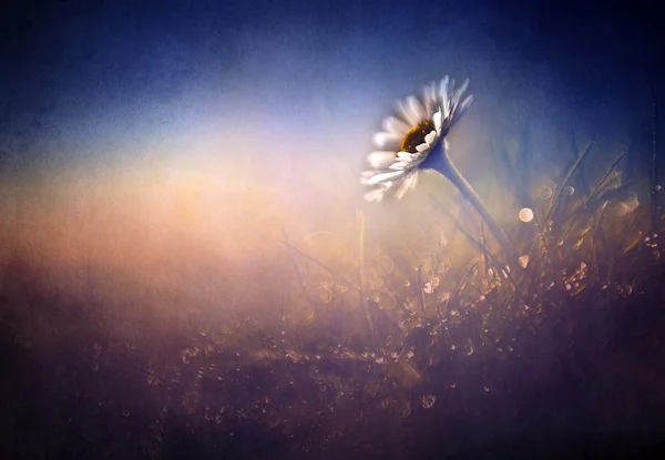 Beautiful camomile wildflower in the setting sun lights — Stock Photo, Image