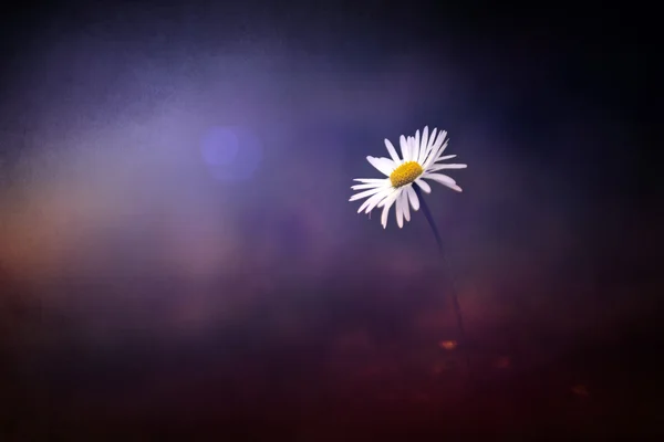 Красивый ромашковый цветок в заходящих солнечных огнях — стоковое фото