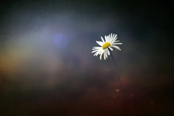 Frumoasă floare sălbatică de mușețel în apusul soarelui — Fotografie, imagine de stoc