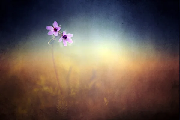 Flor vintage. Foto de bela flor selvagem com padrão de papel velho grunge escuro . — Fotografia de Stock