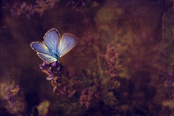 Vintage butterfly. — Stock Photo, Image