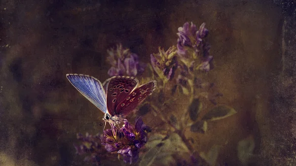 Vintage butterfly. — Stock Photo, Image