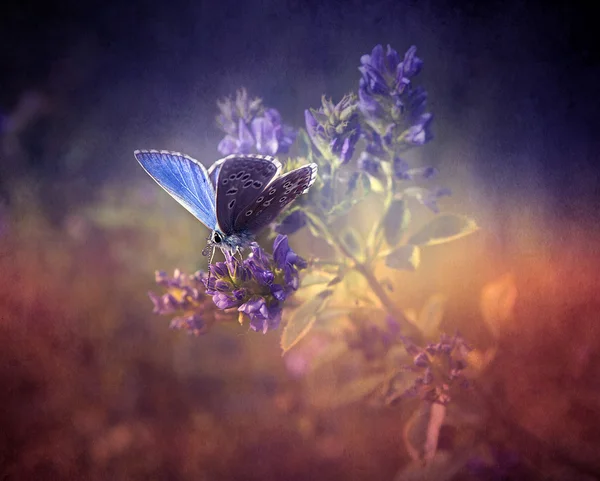 Mariposa vintage . Imágenes de stock libres de derechos