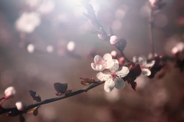 Vintage cherry blossom — Stockfoto