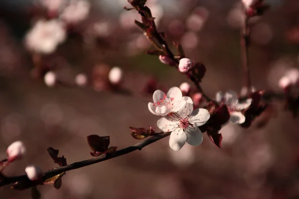 Fiore di ciliegio vintage — Foto Stock