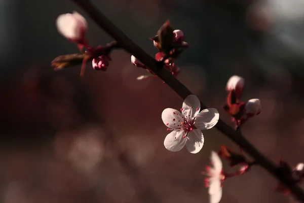 Vintage cherry blossom — Stock Photo, Image