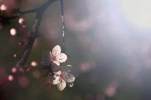 Vintage cherry blossom — Stockfoto