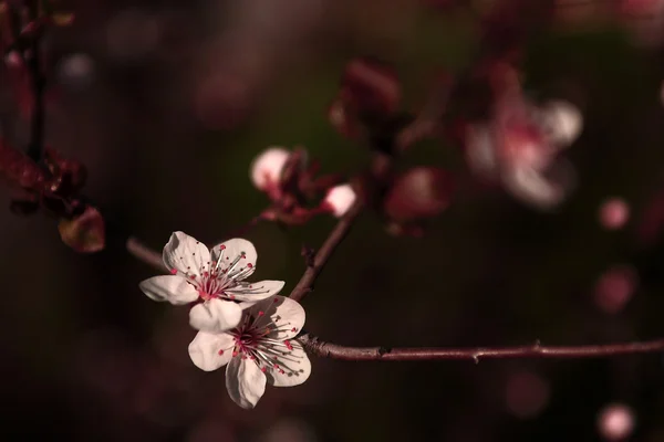 Vintage cherry blossom — Stock Photo, Image