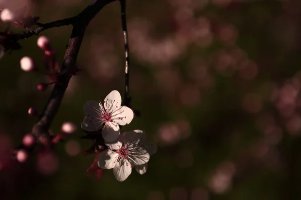 Vintage cherry blossom — Stockfoto