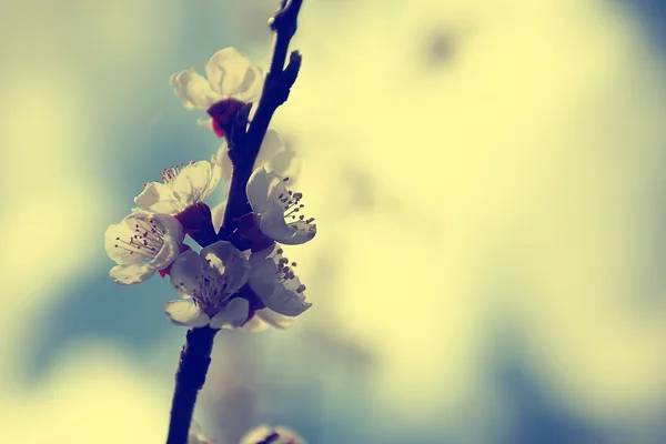 Flor de cerezo vintage — Foto de Stock