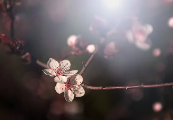 Vintage cherry blossom — Stockfoto