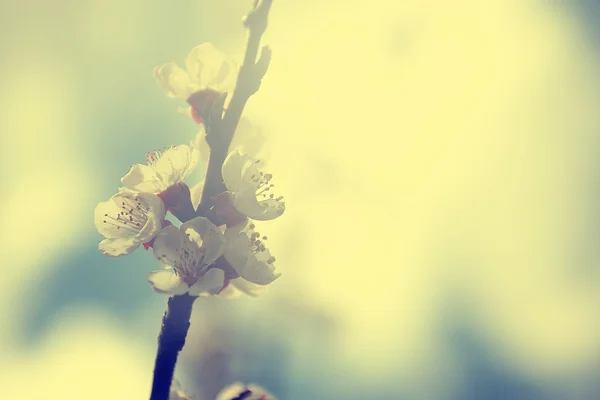 Fiore di ciliegio vintage — Foto Stock