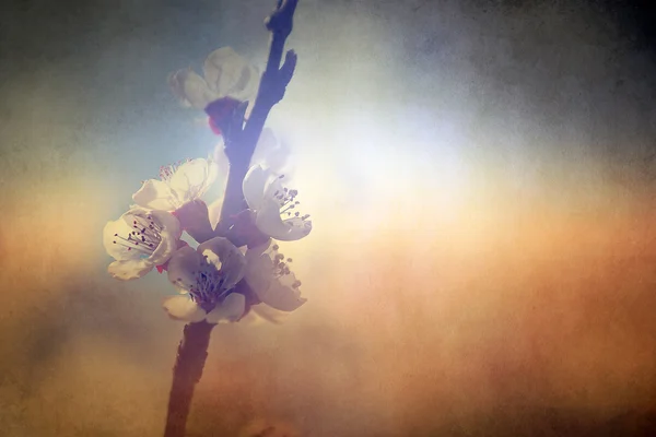 Fiore di ciliegio vintage — Foto Stock