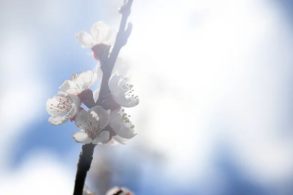 Vintage cherry blossom — Stock Photo, Image